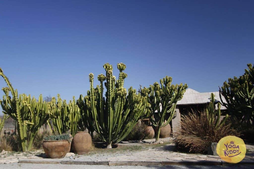 yoga-para-ninos-formacion-yogakiddy-0250-1024x683